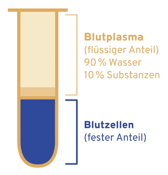 Blutplasma besteht aus einem flüssigen Anteil aus 90% Wasser und 10% andere Substanzen sowie einem festen Anteil, den Blutzellen.