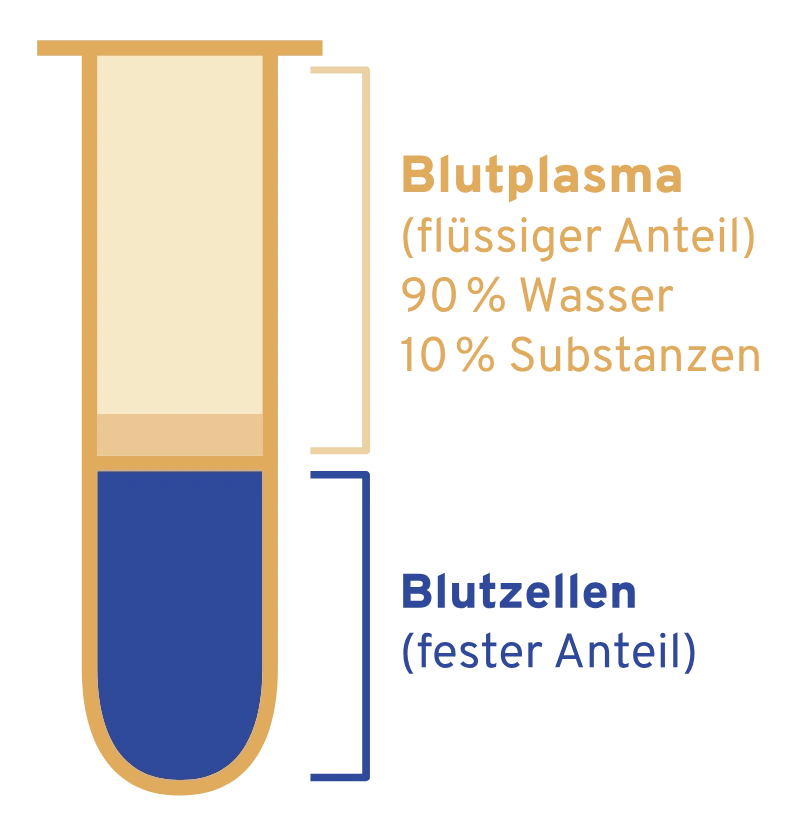 Blutplasma besteht aus einem flüssigen Anteil aus 90% Wasser und 10% andere Substanzen sowie einem festen Anteil, den Blutzellen.
