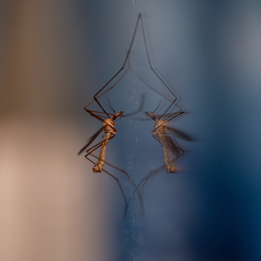 Symbolbild Malaria: Foto einer Mücke.
